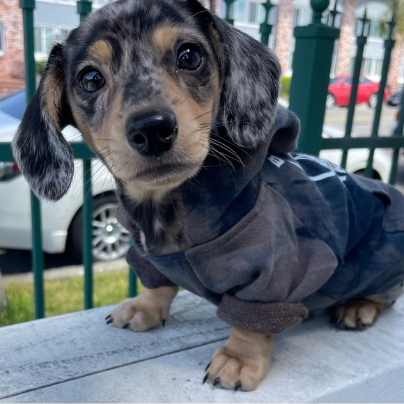size XS Dog hoodie! Pre-owned and LOVED. - Picture 2 of 5